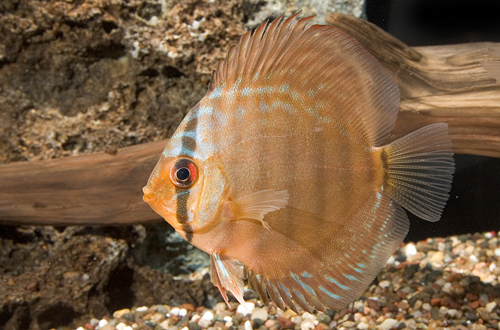 picture of Red Turquoise Discus Med                                                                             Symphysodon aequifasciatus
