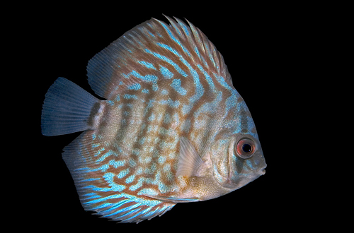 picture of Royal Blue Discus Med                                                                                Symphysodon aequifasciatus haraldi