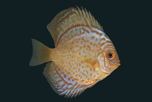picture of Checkerboard Blue Discus Lrg                                                                         Symphysodon aequifasciatus