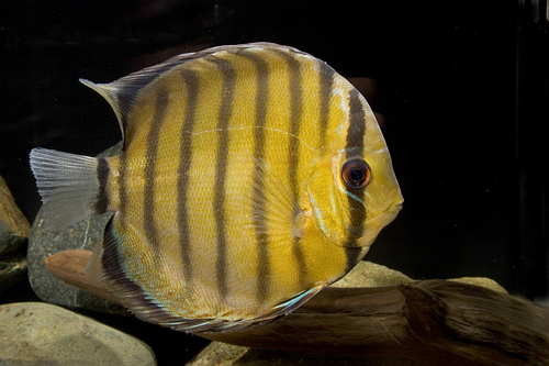 picture of Green Discus Med                                                                                     Symphysodon aequifasciatus