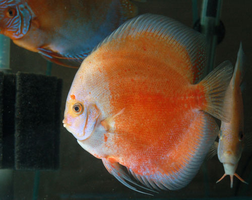 picture of Red & White Calico Discus Xlg                                                                        Symphysodon aequifasciatus