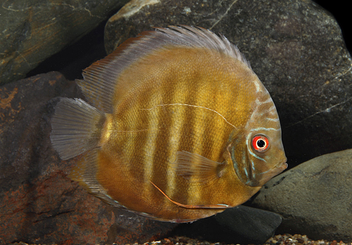 picture of Red Alenquer Discus Med                                                                              Symphysodon aequifasciatus