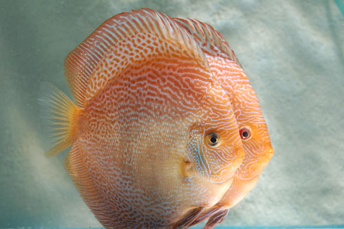 picture of Red Leopard Snakeskin Discus Lrg                                                                     Symphysodon aequifasciatus