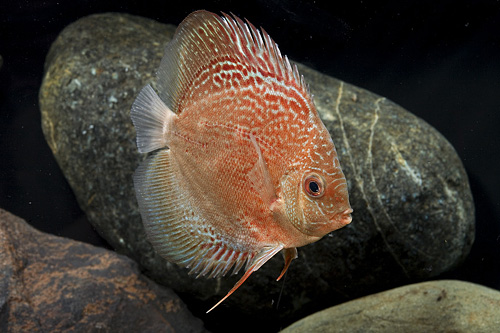 picture of Red Scribble Discus Med                                                                              Symphysodon aequifasciatus