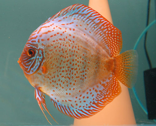 picture of Red Spotted Blue-Green Discus Lrg                                                                    Symphysodon aequifasciatus