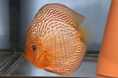 picture of Snakeskin Discus Med                                                                                 Symphysodon aequifasciatus