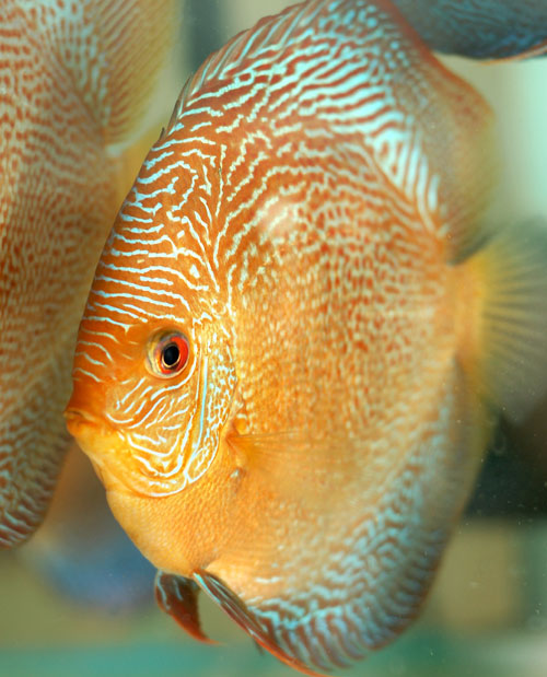 picture of Thin Line Snakeskin Discus Lrg                                                                       Symphysodon aequifasciatus