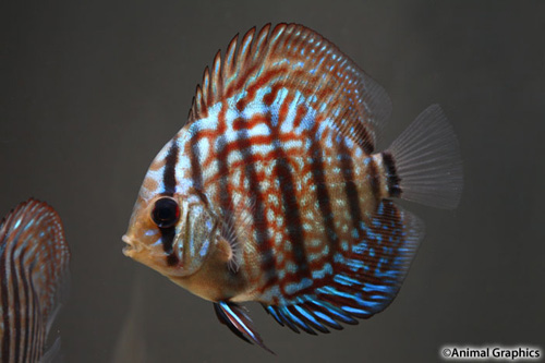 picture of Red Pearl Discus M/S                                                                                 Symphysodon aequifasciatus