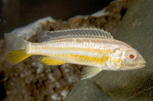 picture of Albino Auratus Cichlid Sml                                                                           Melanochromis auratus 'Albino'