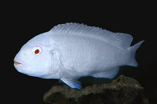 picture of Albino Socolofi Cichlid Med                                                                          Pseudotropheus socolofi 'Albino'