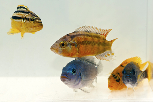 picture of Assorted African Cichlid Sml                                                                         Melanochromis. Pseudotropheus, Maylandia + spp.