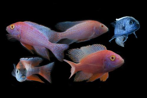 picture of Assorted Aulonocara Peacock Cichlid Med                                                              Aulonocara spp.