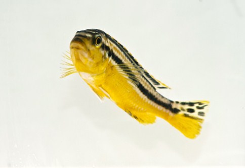 picture of Auratus Cichlid Med                                                                                  Melanochromis auratus