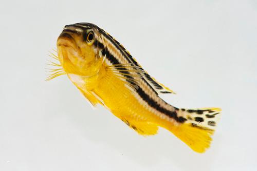 picture of Auratus Cichlid Lrg                                                                                  Melanochromis auratus