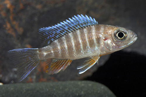 picture of Blue Orchid Peacock Cichlid Reg                                                                      Aulonocara kandeensis