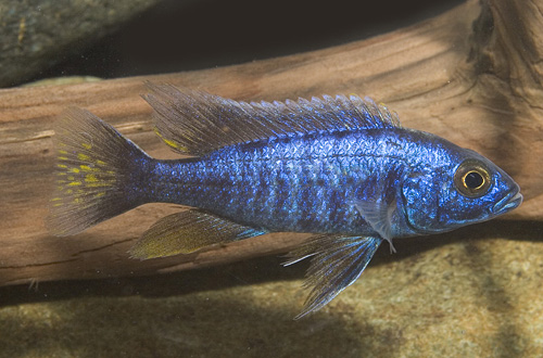 picture of Copadochromis Chrysonotus Cichlid Med                                                                Copadichromis chrysonotus