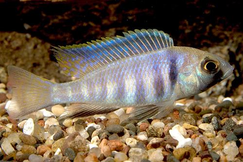 picture of Deepwater Placidochromis Electra Cichlid Sml                                                         Placidochromis electra