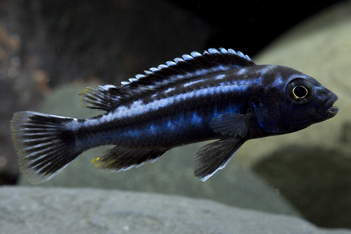 picture of Electric Blue Johanni Cichlid Reg                                                                    Melanochromis cyaneorhabdos