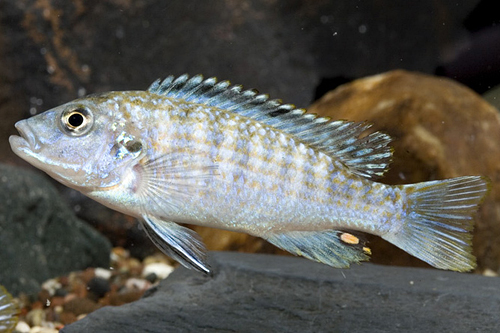 picture of Exasperatus Cichlid Med                                                                              Melanochromis joanjohnsonae