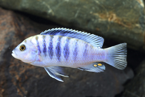 picture of Labidochromis Cisumulae Cichlid M/S                                                                  Labidochromis chisumulae