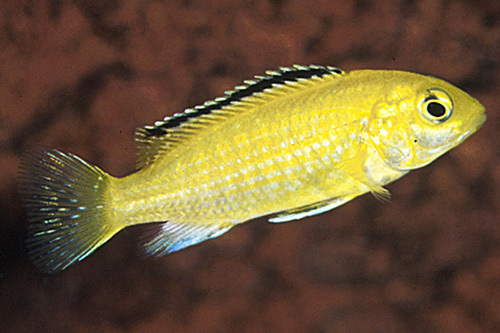 picture of Lemon Yellow Labido Caeruleus Cichlid Med                                                            Labidochromis caeruleus 'Lemon Yellow'