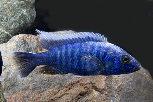 picture of Electric Blue Ahli Cichlid Male Med                                                                  Sciaenochromis ahli