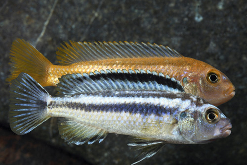 picture of Melanochromis Johanni Cichlid Reg                                                                    Melanochromis johanni