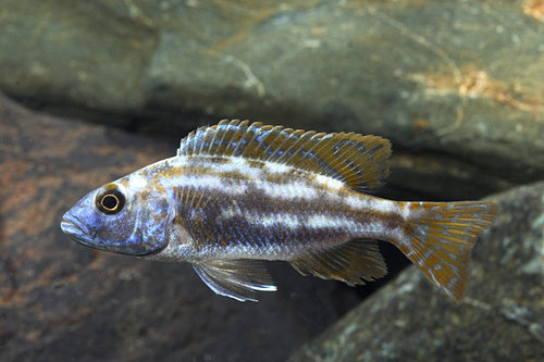 picture of Fuscotaeniatus Cichlid Sml                                                                           Nimbochromis fuscotaenieatus