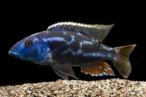 picture of Fuscotaeniatus Cichlid Lrg                                                                           Nimbochromis fuscotaenieatus