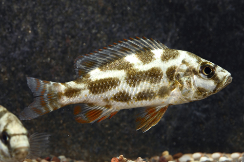 picture of Livingstonii Cichlid Sml                                                                             Nimbochromis livingstonii