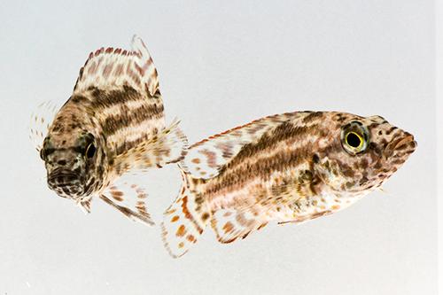 picture of Polystigma Cichlid Sml                                                                               Nimbochromis polystigma