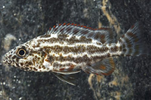 picture of Polystigma Cichlid Med                                                                               Nimbochromis polystigma