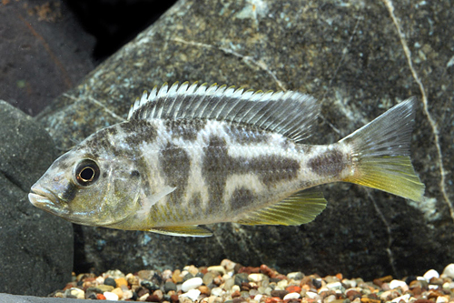 picture of Venustus Cichlid Reg                                                                                 Nimbochromis venustus