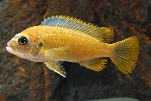 picture of Pseudotopheus Msobo Cichlid Med                                                                      Pseudotropheus 'Msobo'