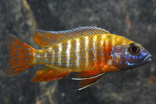 picture of Red Peacock Cichlid Sml                                                                              Aulonocara sp. 'Red Peacock'