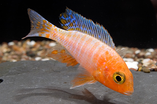 picture of Ruby Crystal Peacock Cichlid Reg                                                                     Aulonocara sp. 'Ruby Crystal'