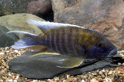 picture of Swallowtail Peacock Cichlid M/S                                                                      Aulonocara carolli