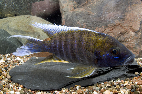 picture of Swallowtail Peacock Cichlid Med                                                                      Aulonocara carolli