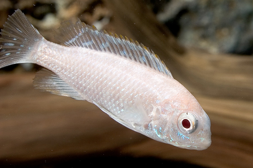 picture of Albino RedHead T. Macrophthalmus Cichlid Reg                                                         Tropheops macrophthalmus 'Albino Red Head'