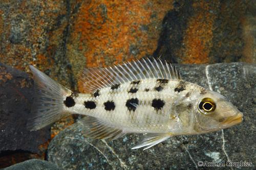 picture of Fossochromis Rostratus Cichlid Sml                                                                   Fossorochromis rostratus