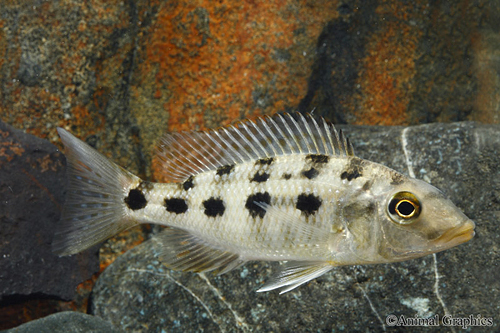 picture of Fossochromis Rostratus Cichlid Med                                                                   Fossorochromis rostratus