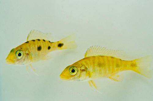 picture of Exochromis Anagenys Cichlid Reg                                                                      Exochromis anagenys
