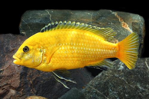 picture of Gold Labidochromis Caeruleus Cichlid Male Lrg                                                        Labidochromis caeruleus 'Solid Yellow'