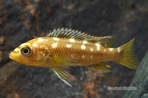 picture of Melanochromis Baliodigma Cichlid Reg                                                                 Melanochromis baliodigma