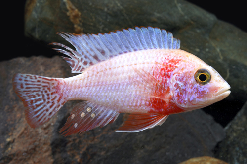 picture of Strawberry Peacock Cichlid Reg                                                                       Aulonocara sp. 'Strawberry'