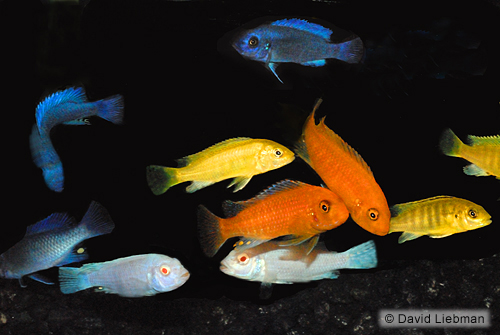 picture of Assorted Premium African Cichlid Reg                                                                 Maylandia, Pseudotropheus, Labidochromis spp. +
