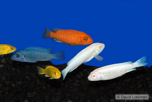 picture of Assorted Premium African Cichlid Med                                                                 Maylandia, Pseudotropheus, Labidochromis spp. +