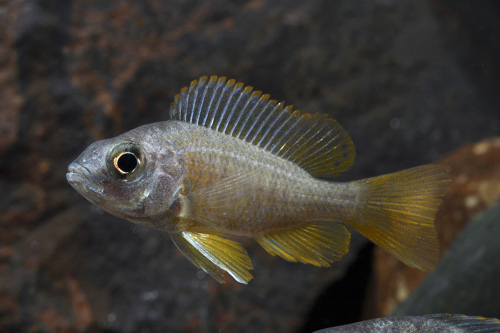 picture of Copadichromis Borleyi Cichlid Med                                                                    Copadichromis borleyi