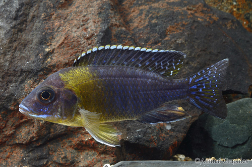 picture of Maulana Bicolor Peacock Cichlid Male Med                                                             Aulonocara sp.