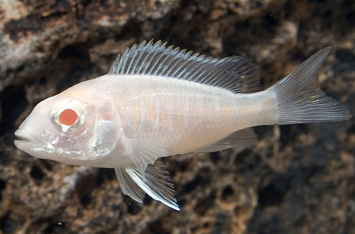 picture of Albino Red Peacock Cichlid Reg                                                                       Aulonocara sp. 'Albino Ruby Red'